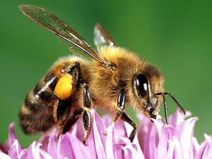 albina-floare - albine