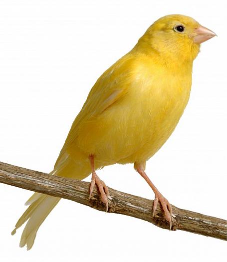 0canari%5B1%5D - canari