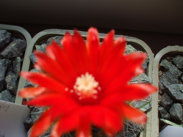 DSCF0468 - cactusii mei
