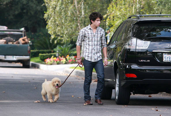 Birthday Boy Nick Jonas Takes Pup Walk PDTldYMTH_Wl - nick jonas