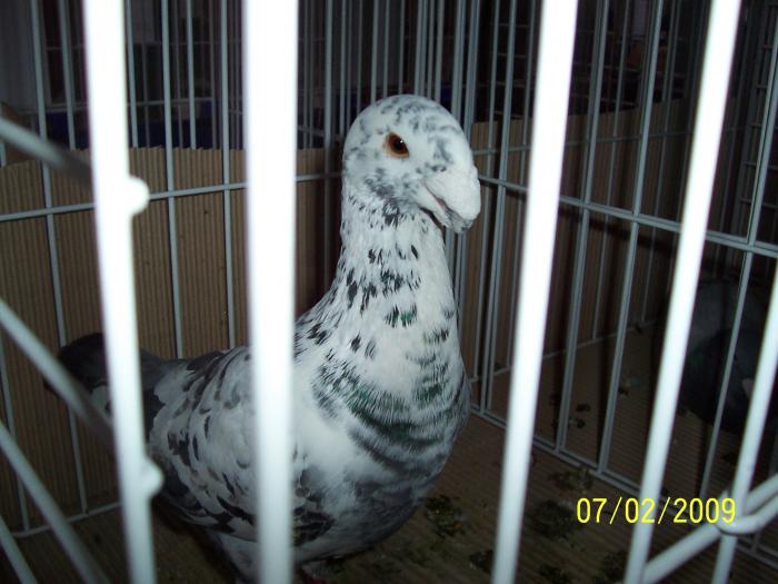 Expo Oradea 2009 034