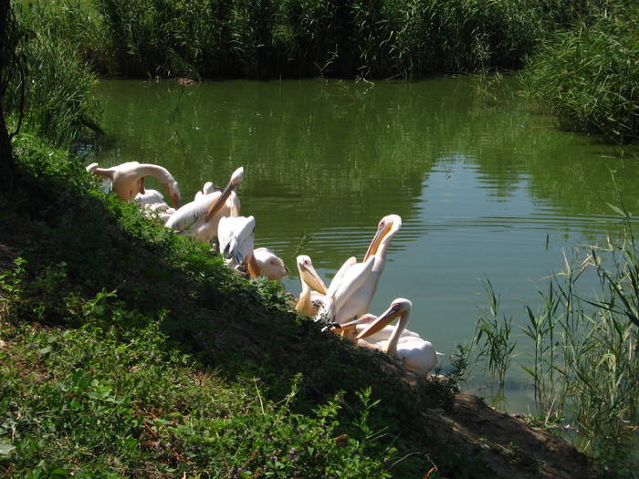 COLONIE Pelecanus onocrotalus - MY FIRST ALBUM