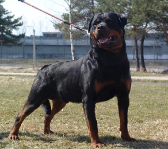 p-mabrouck- - CAINI-ROTTWEILER-BEST