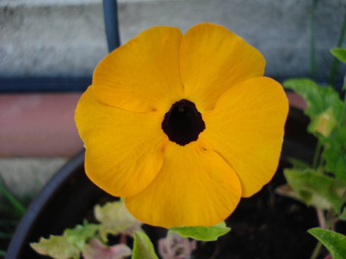 Black-Eyed Susan (2009, July 09) - 07 Garden in July