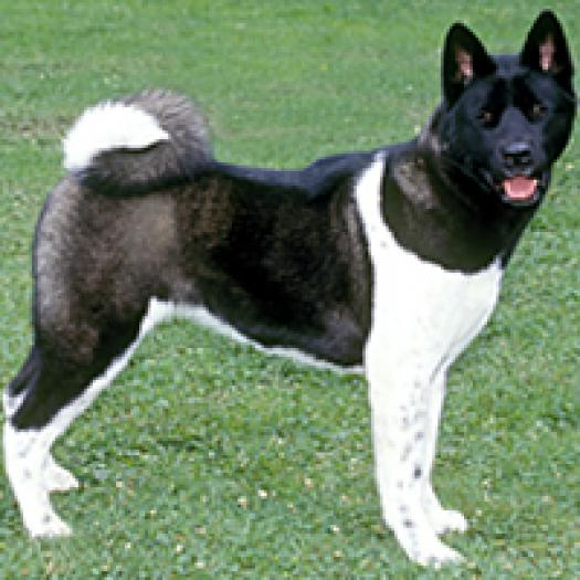 akita-inu-001