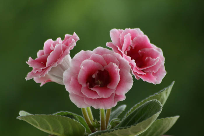 Sinningia speciosa Silvana Pink - plante 2009