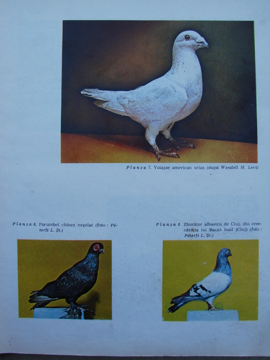 cresterea porumbeilor-peterfi 277 - Carti despre Porumbei - - Books about Pigeons