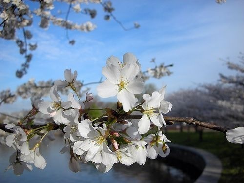 cherry-tree-blossom - 00 Album Pt My Friend Lumier