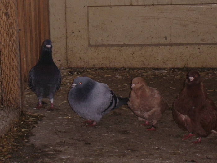 voiajori+pescarusi chineji