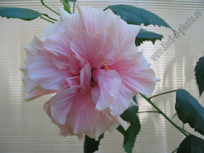 Hibiscus roz pal 10