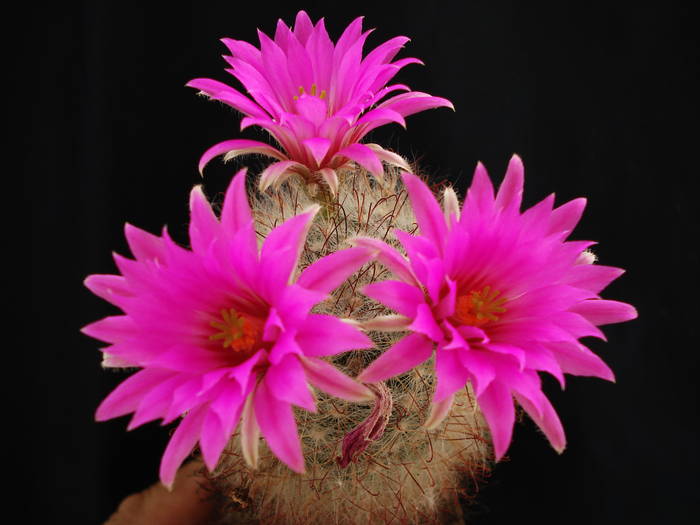 Mammillaria guelzowiana - Cactusi