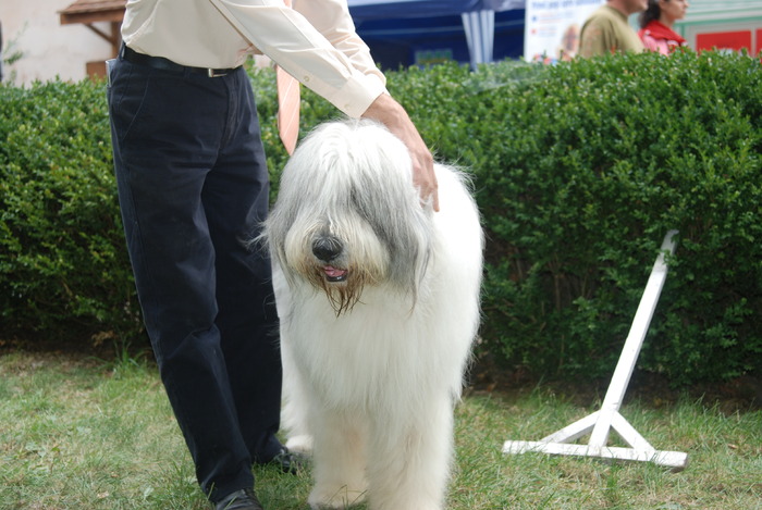 DSC_0243 - Concurs international de frumustete canina 2009 TgMures