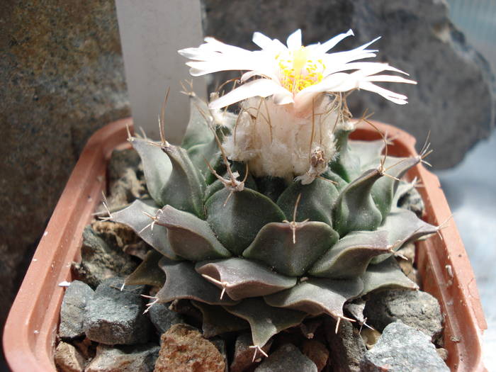 Obregonia denegri