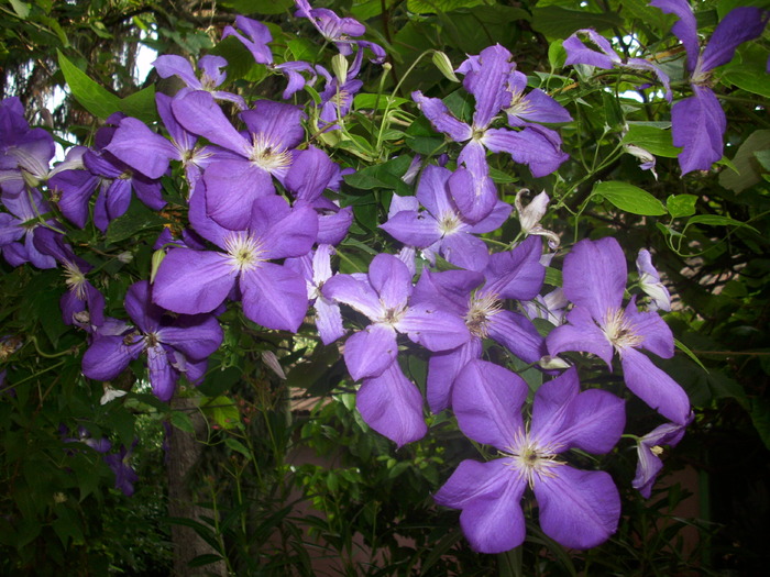DSCI0923 - flori din gradina mea