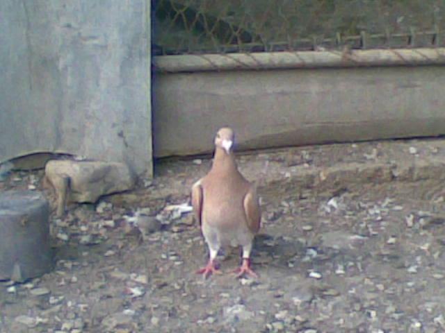 28022009(037) - diferite rase porumbei