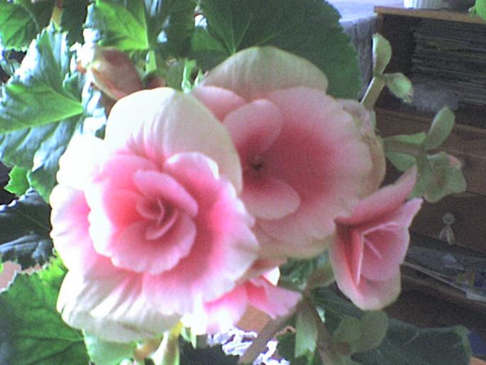 DSC00003 - plante 2008