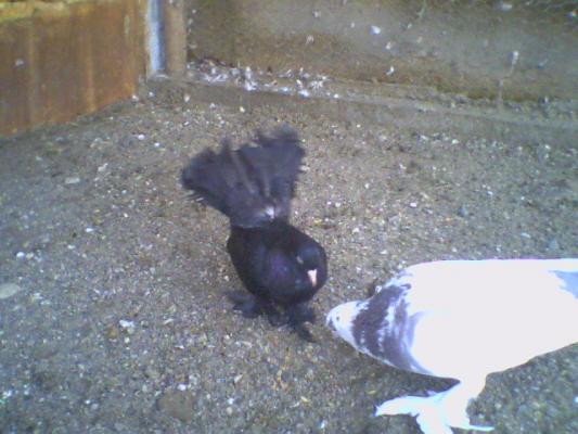 poza0030 - Roller de colectie