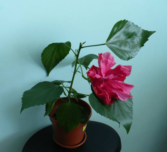 P1150261