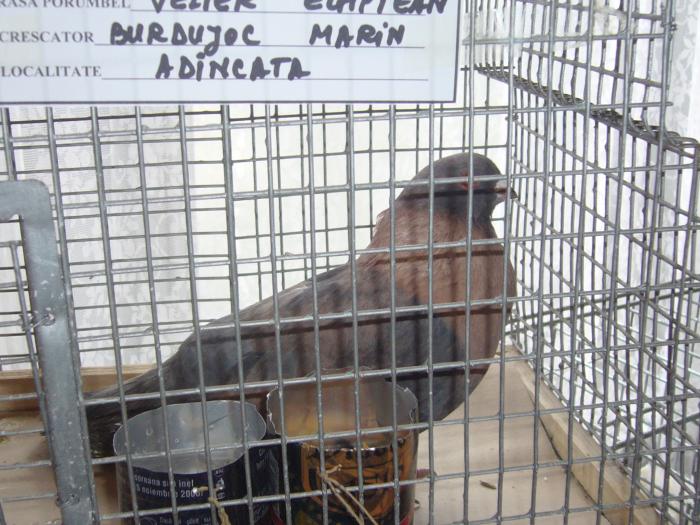 Picture 109 - Expozitia Columbofilia Traditie Si Pasiune din DOROHOI tinuta in perioada 15-20 februarie 2009