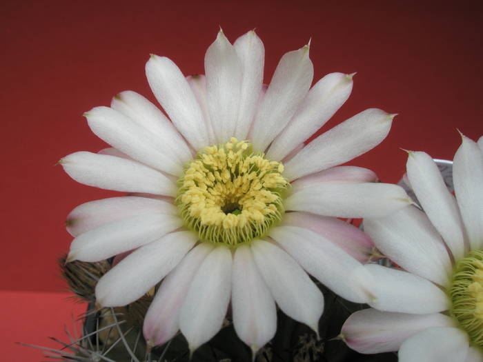 Acanthocalycium peitscherianum - floare - Acanthocalycium