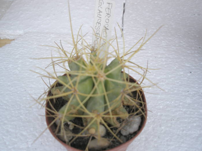 Ferocactus glaucescens - Gino - Ferocactus