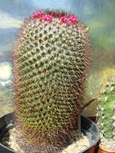 6. Mammillaria obconella