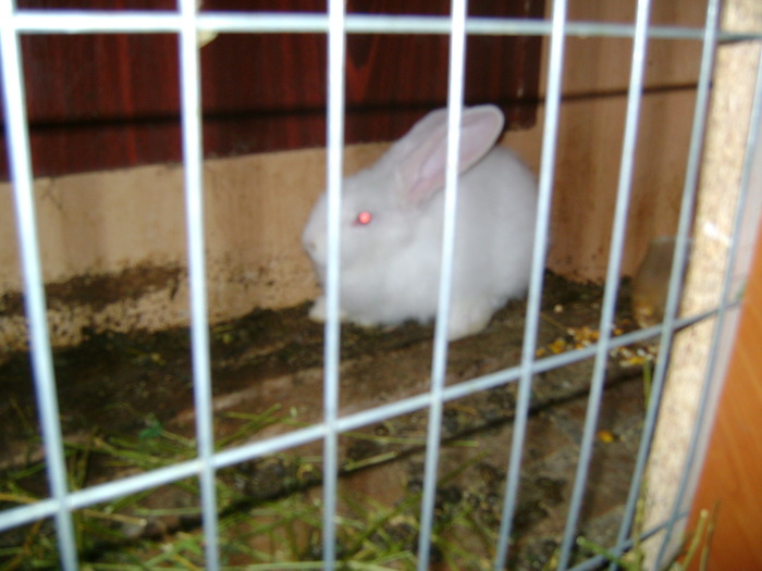 Picture 187 - iepurii alb urias