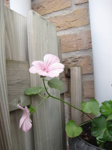 Lavatera (nalba) 20 iul 2009