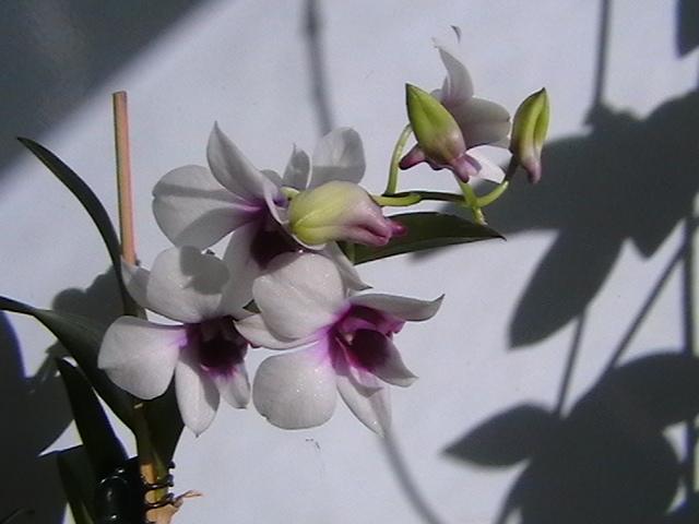 2.03   dendrobiu mini - orhidee 2009