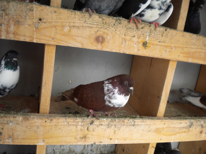 Picture 192 - Raicu 1