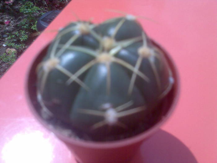 gymnocalycium horstii