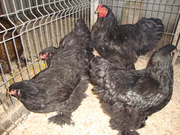 DSC00650 - AnimalesiPasari