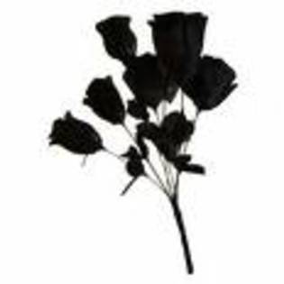eyh6e6 - trandafiri negri