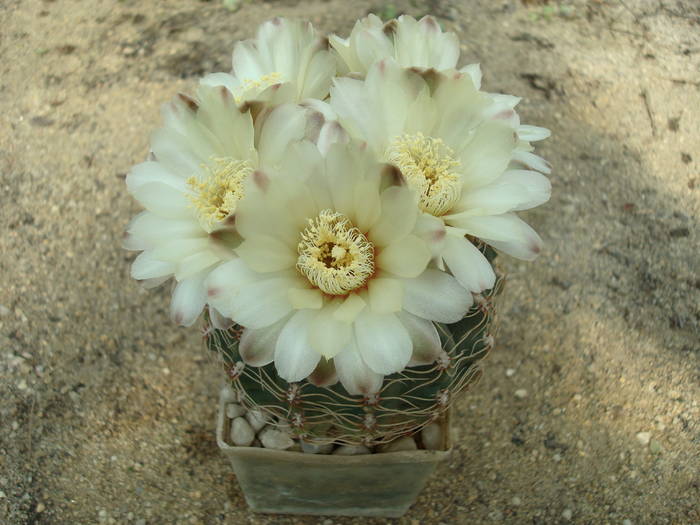 Gymnocalycium - Cactusi