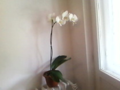 orhidee alba - orhidee