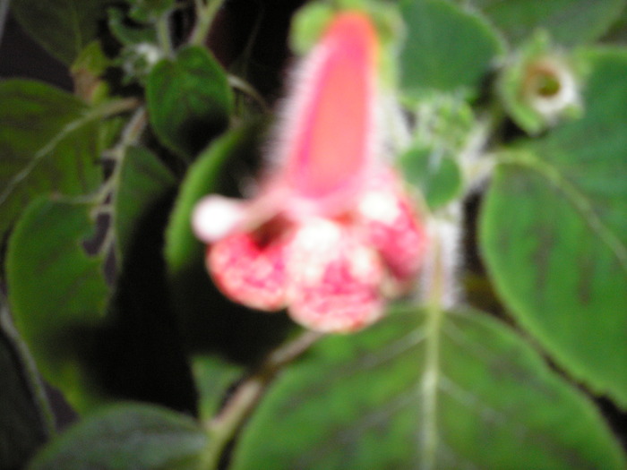 KOHLERIA