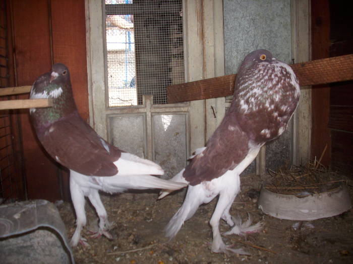 IMG_0125; gusat englez
