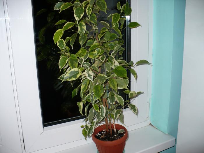 Ficus benjamin variegat - Plante verzi - decorative prin frunzis 2009 - 2010