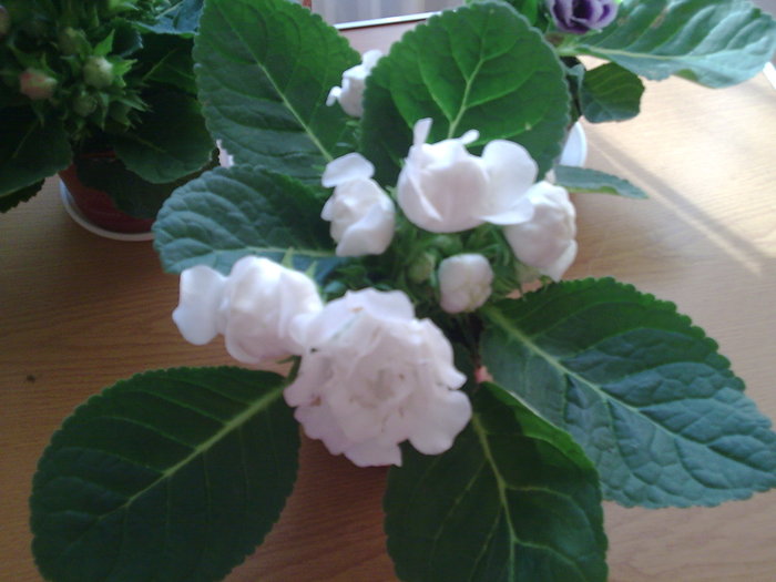 GLOXINIE - FLORI 2009