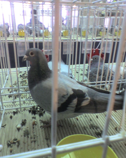 Albastra 307015-04 3