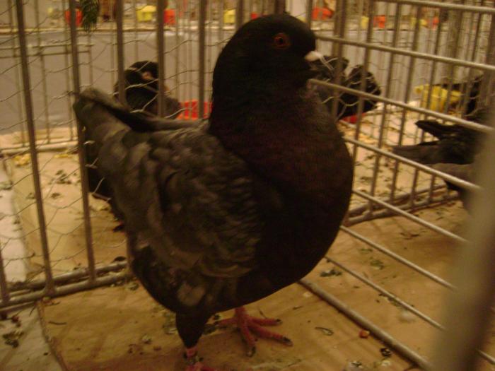 DSC05428 - expozitia tarnaveni 2009