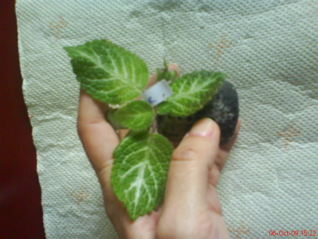 Episcia Tricolor; Episcia Tricolor
