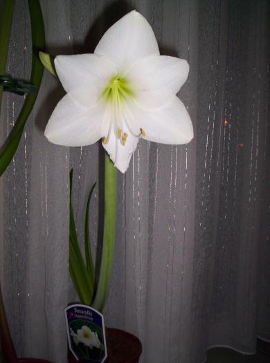 378 Amaryllis alb dec 2008(1)