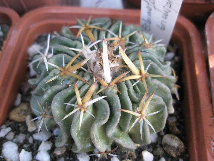 Echinofossulo tricuspidatus - Echinofossulocactus
