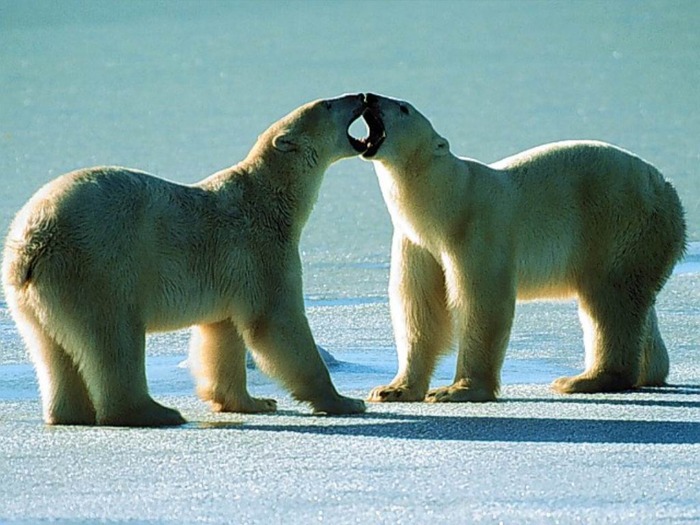 webshots361 - Animale