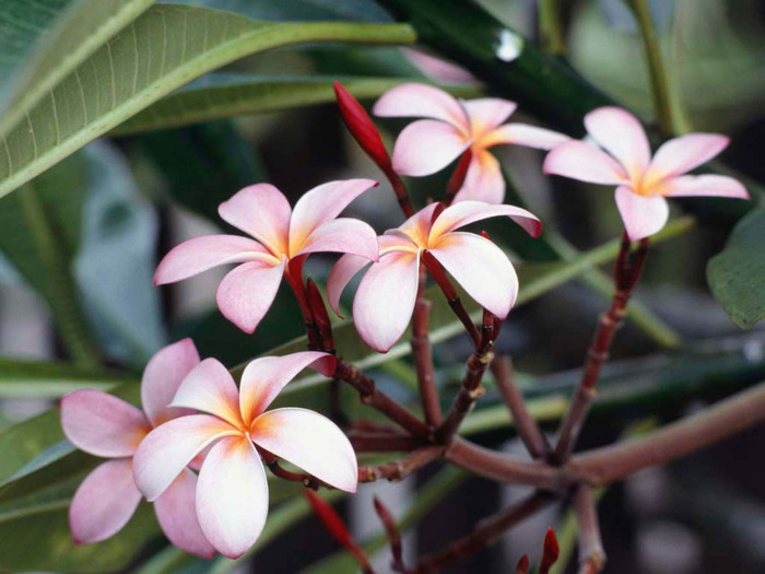 Frangipani Flowers - paduri flori frunze rauri si multe altele