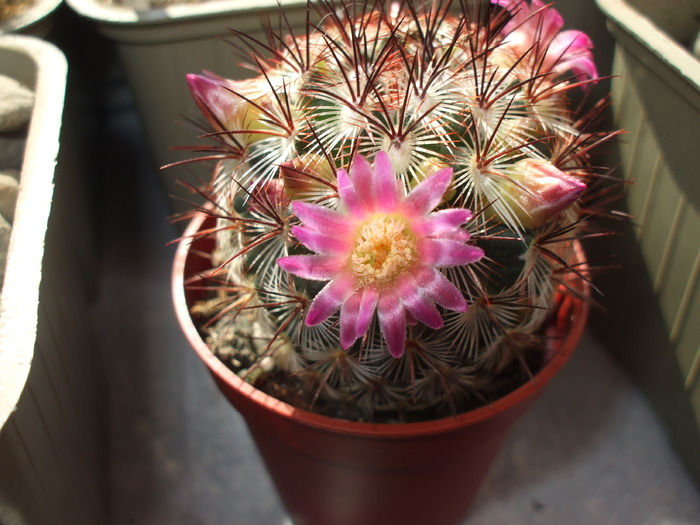 Mammillaria microhelia red flower