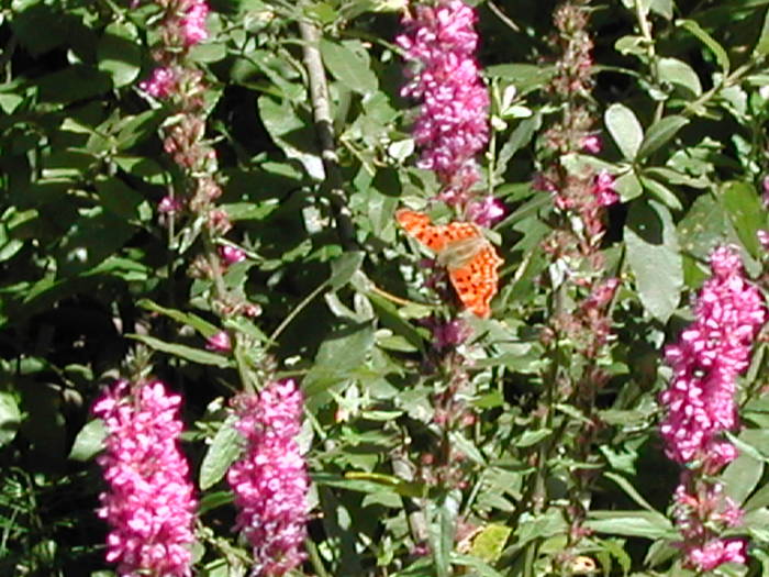 Picture 126 - Firiza