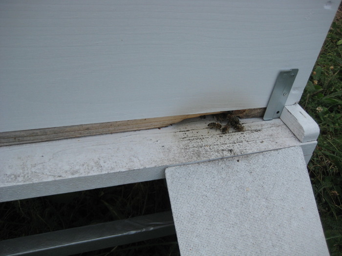 IMG_0128 - Stupina personala in 2009