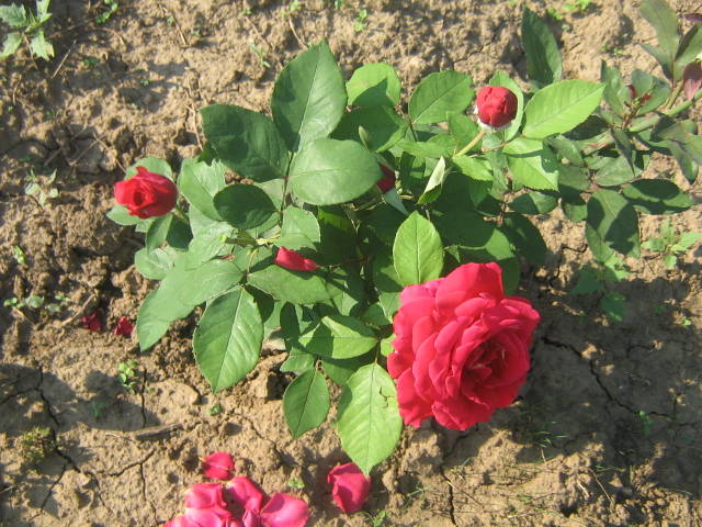 flori 361 - trandafiri